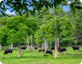 Kui Buri Wildlife Safari Private Half-Day Kui Buri Wildlife Safari Private Half-Day