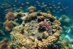 Koh Talu