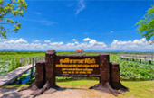 The Lotus Wetlands of Sam Roi Yot