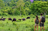 Kui Buri Wildlife Safari