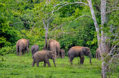 Kui Buri Wildlife Safari