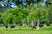 Kui Buri Wildlife Safari