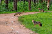 Kui Buri Wildlife Safari