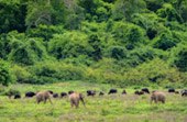 Kui Buri Wildlife Safari