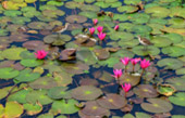 The Lotus Wetlands of Sam Roi Yot