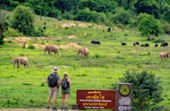 Kui Buri Wildlife Safari
