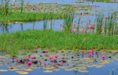The Lotus Wetlands of Sam Roi Yot