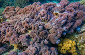 Snorkeling and Beach Activities