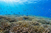 Snorkeling and Beach Activities