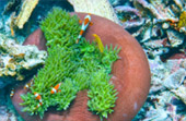 Snorkeling and Beach Activities