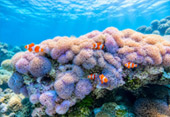 Relax, Swim and Beach Snorkeling