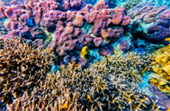 Snorkeling and Beach Activities