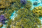 Snorkeling and Beach Activities Snorkeling and Beach Activities