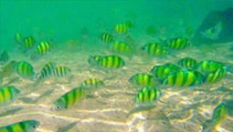 Angthong Marine Park: Day Tour by Speed Boat