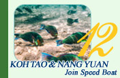 Koh Toa and Koh Nang Yuan Join Speed Boat Tour