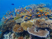 Surin Island Private Speed Boat Charter