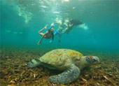 Turtle Trace – Special Day Trip on Koh Tao