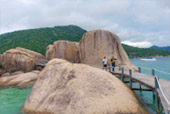 Turtle Trace – Special Day Trip on Koh Tao