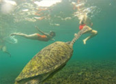 Turtle Trace – Special Day Trip on Koh Tao