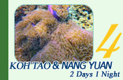 Koh Tao and Koh Nang Yuan. 2 Days 1 Night