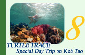 Turtle Trace – Special Day Trip on Koh Tao