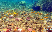 Half Day Shallow Snorkeling - Shark Island