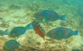 Half Day Shallow Snorkeling - Shark Island