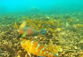 Half Day Shallow Snorkeling - Shark Island