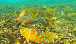 Half Day Shallow Snorkeling - Shark Island