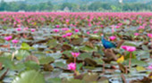 Nature Fluoxtine - Phatthalung and Trang